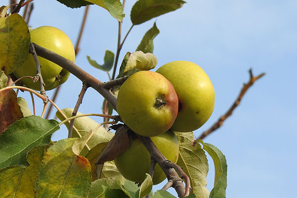 horticulture-biologique-arbre-fruitier